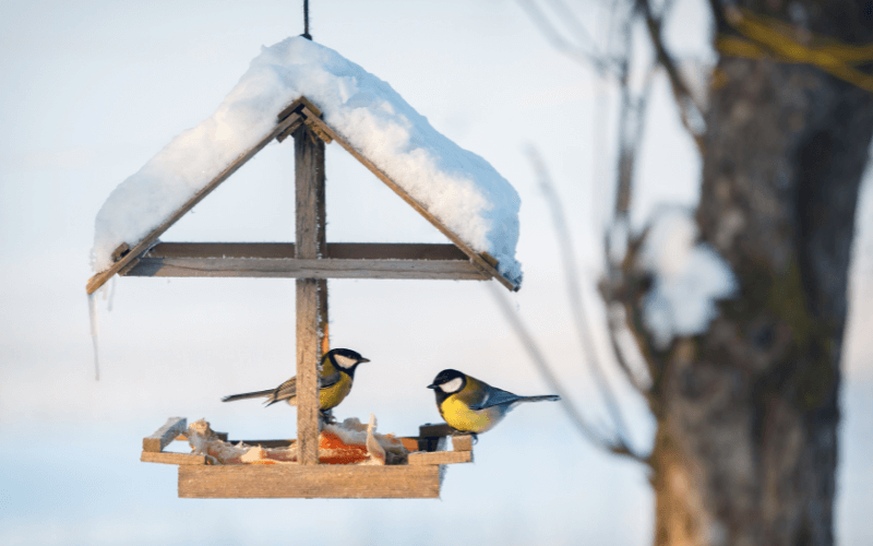 dokarmianie ptakow zima (7)