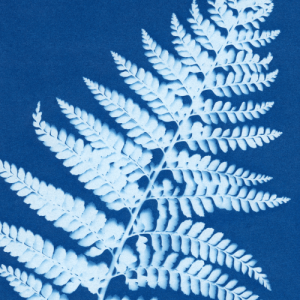 Warsztaty cyjanotypii