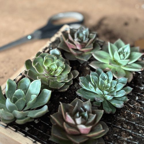 warsztaty obraz z sukulnetów