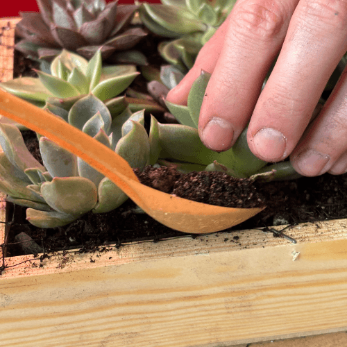 warsztaty obraz z sukulnetów