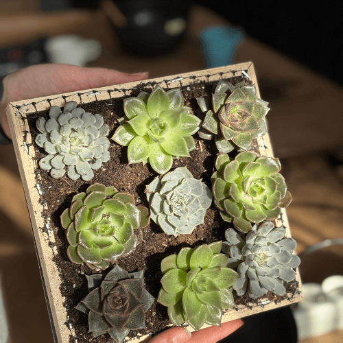 warsztaty obraz z sukulnetów