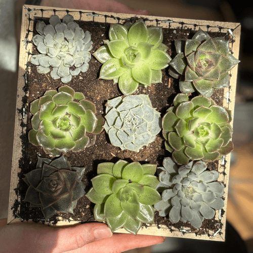 warsztaty obraz z sukulnetów