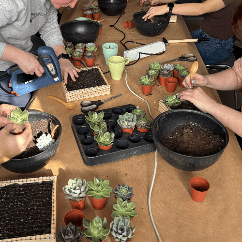 warsztaty obraz z sukulnetów