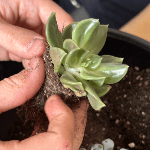 warsztaty obraz z sukulnetów