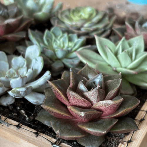 warsztaty obraz z sukulnetów