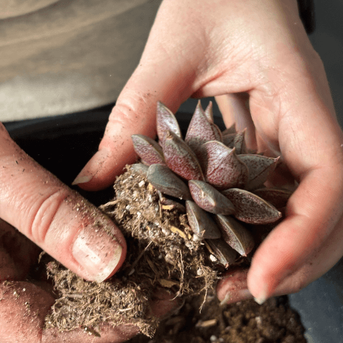 warsztaty obraz z sukulnetów