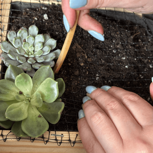 warsztaty obraz z sukulnetów