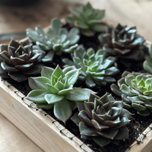 warsztaty obraz z sukulnetów