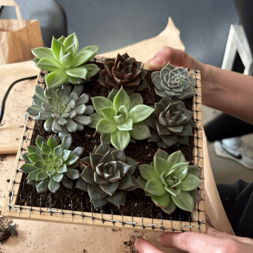 warsztaty obraz z sukulnetów